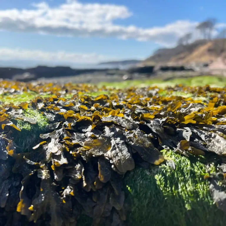 Close-up of seaweed and green algae on a rock at the seashore, with a blurred coastal landscape and blue sky in the background. For more details, contact Kelp & Kindred.