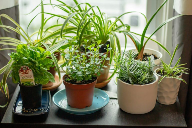 Several potted houseplants, including herbs and spider plants, thrive on a dark surface near a window with daylight streaming in, nourished by seaweed compost and mulch.