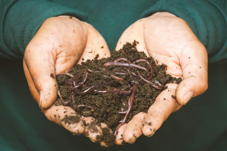 Hands holding dark soil with several earthworms visible on the surface, showcasing the benefits of worm farming with seaweed.